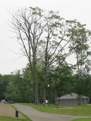 タンジェントハイトゲージで計った木　(1)