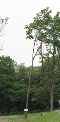 タンジェントハイトゲージで測った木（3）